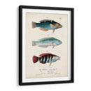 Antiguo Fish Trio Iii - Vision Studio | Cuadro decorativo de Canvas Lab