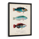 Antiguo Fish Trio Iii - Vision Studio | Cuadro decorativo de Canvas Lab