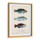 Antiguo Fish Trio Iii - Vision Studio | Cuadro decorativo de Canvas Lab