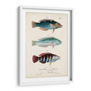 Antiguo Fish Trio Iii - Vision Studio | Cuadro decorativo de Canvas Lab