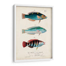 Antiguo Fish Trio Iii - Vision Studio | Cuadro decorativo de Canvas Lab