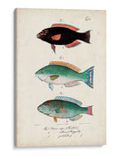 Antiguo Fish Trio Iv - Vision Studio | Cuadro decorativo de Canvas Lab