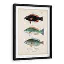 Antiguo Fish Trio Iv - Vision Studio | Cuadro decorativo de Canvas Lab