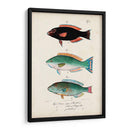 Antiguo Fish Trio Iv - Vision Studio | Cuadro decorativo de Canvas Lab