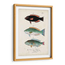 Antiguo Fish Trio Iv - Vision Studio | Cuadro decorativo de Canvas Lab