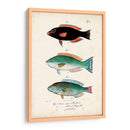 Antiguo Fish Trio Iv - Vision Studio | Cuadro decorativo de Canvas Lab