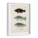 Antiguo Fish Trio Iv - Vision Studio | Cuadro decorativo de Canvas Lab