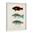 Antiguo Fish Trio Iv - Vision Studio | Cuadro decorativo de Canvas Lab