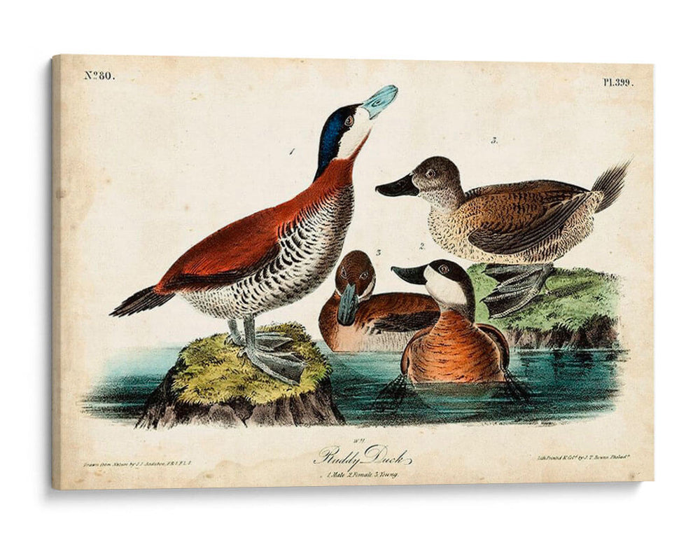 Audubon Ducks Ii - John James Audubon | Cuadro decorativo de Canvas Lab