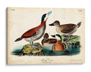 Audubon Ducks Ii - John James Audubon | Cuadro decorativo de Canvas Lab