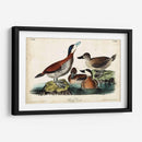 Audubon Ducks Ii - John James Audubon | Cuadro decorativo de Canvas Lab
