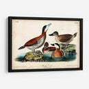 Audubon Ducks Ii - John James Audubon | Cuadro decorativo de Canvas Lab