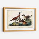 Audubon Ducks Ii - John James Audubon | Cuadro decorativo de Canvas Lab