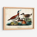 Audubon Ducks Ii - John James Audubon | Cuadro decorativo de Canvas Lab