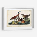 Audubon Ducks Ii - John James Audubon | Cuadro decorativo de Canvas Lab