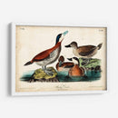 Audubon Ducks Ii - John James Audubon | Cuadro decorativo de Canvas Lab