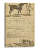 Retrato De Caballo I | Cuadro decorativo de Canvas Lab