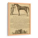 Retrato De Caballos Ii | Cuadro decorativo de Canvas Lab