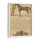 Retrato De Caballos Ii | Cuadro decorativo de Canvas Lab