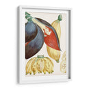 Turpin Tropical Fruta Vii - Turpin | Cuadro decorativo de Canvas Lab