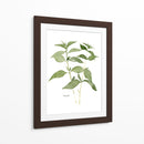 Herb Garden Bocetos I - Emma Scarvey | Cuadro decorativo de Canvas Lab