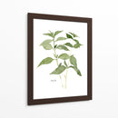 Herb Garden Bocetos I - Emma Scarvey | Cuadro decorativo de Canvas Lab