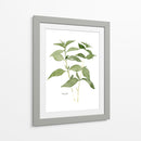Herb Garden Bocetos I - Emma Scarvey | Cuadro decorativo de Canvas Lab
