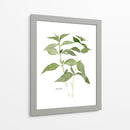 Herb Garden Bocetos I - Emma Scarvey | Cuadro decorativo de Canvas Lab