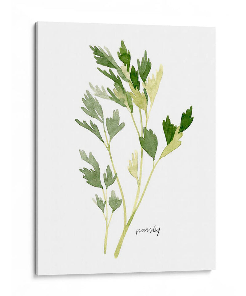 Herb Garden Sketches Ii - Emma Scarvey | Cuadro decorativo de Canvas Lab