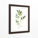 Herb Garden Sketches Ii - Emma Scarvey | Cuadro decorativo de Canvas Lab