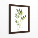 Herb Garden Sketches Ii - Emma Scarvey | Cuadro decorativo de Canvas Lab
