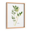 Herb Garden Sketches Ii - Emma Scarvey | Cuadro decorativo de Canvas Lab