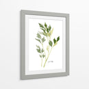 Herb Garden Sketches Ii - Emma Scarvey | Cuadro decorativo de Canvas Lab