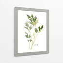 Herb Garden Sketches Ii - Emma Scarvey | Cuadro decorativo de Canvas Lab