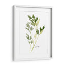 Herb Garden Sketches Ii - Emma Scarvey | Cuadro decorativo de Canvas Lab