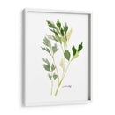 Herb Garden Sketches Ii - Emma Scarvey | Cuadro decorativo de Canvas Lab