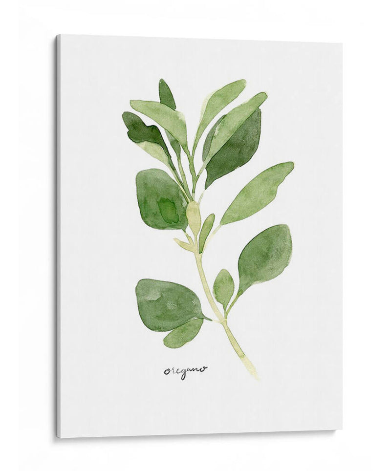 Herb Garden Bocetos Iii - Emma Scarvey | Cuadro decorativo de Canvas Lab