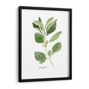 Herb Garden Bocetos Iii - Emma Scarvey | Cuadro decorativo de Canvas Lab