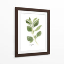 Herb Garden Bocetos Iii - Emma Scarvey | Cuadro decorativo de Canvas Lab