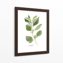 Herb Garden Bocetos Iii - Emma Scarvey | Cuadro decorativo de Canvas Lab