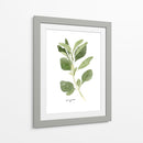 Herb Garden Bocetos Iii - Emma Scarvey | Cuadro decorativo de Canvas Lab