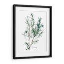 Herb Garden Bocetos Iv - Emma Scarvey | Cuadro decorativo de Canvas Lab