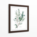 Herb Garden Bocetos Iv - Emma Scarvey | Cuadro decorativo de Canvas Lab