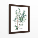 Herb Garden Bocetos Iv - Emma Scarvey | Cuadro decorativo de Canvas Lab