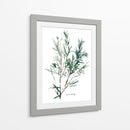 Herb Garden Bocetos Iv - Emma Scarvey | Cuadro decorativo de Canvas Lab