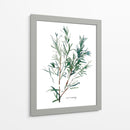 Herb Garden Bocetos Iv - Emma Scarvey | Cuadro decorativo de Canvas Lab