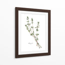Herb Garden Bocetos Vi - Emma Scarvey | Cuadro decorativo de Canvas Lab