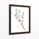 Herb Garden Bocetos Vi - Emma Scarvey | Cuadro decorativo de Canvas Lab