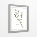 Herb Garden Bocetos Vi - Emma Scarvey | Cuadro decorativo de Canvas Lab