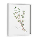 Herb Garden Bocetos Vi - Emma Scarvey | Cuadro decorativo de Canvas Lab